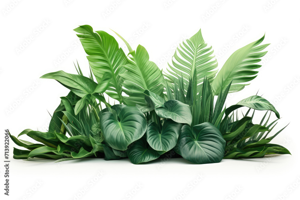 Fototapeta premium Vibrant tropical leaves isolated on white background