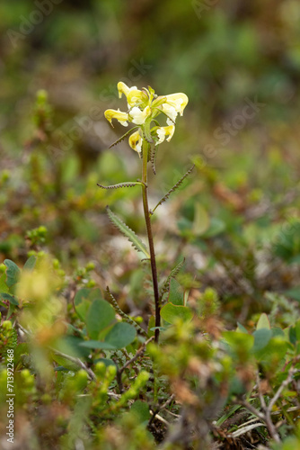 Lapland lousewort flower growing on a mountain in Urho Kekkonen National Park, Northern Finland photo
