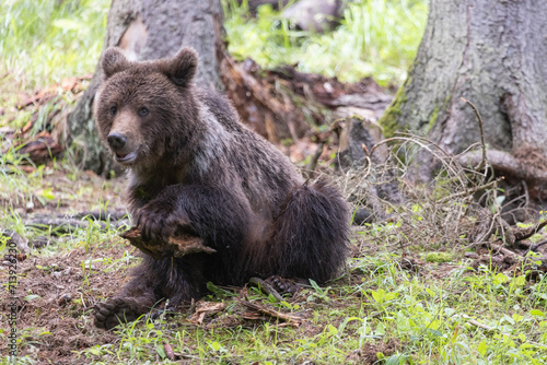 Brown bear ursus arctos sitting in spruce forest playing with branch