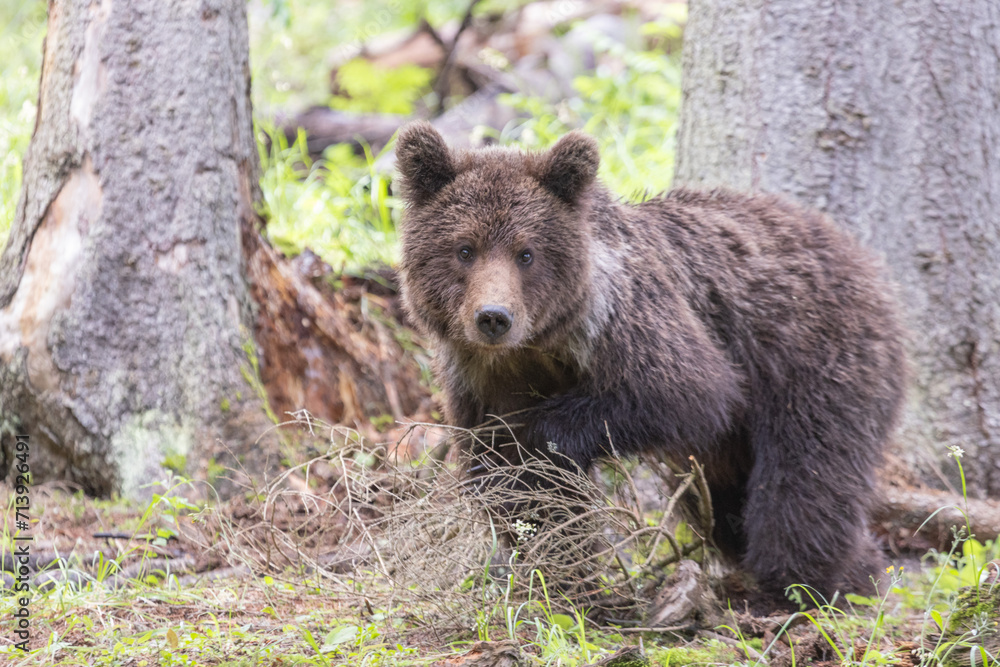 Portrait of bear standing in green spruce forest
