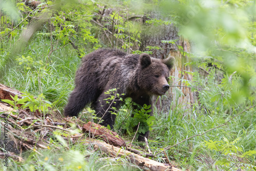 Brown bear walking in green spruce forest with meadow and grass