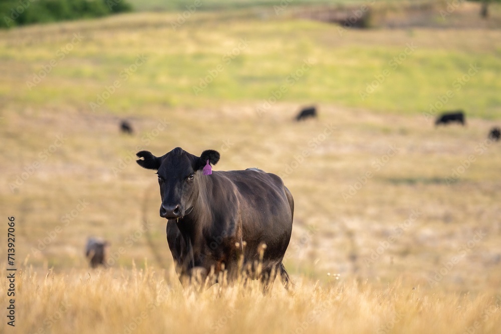 cows in the outback on a farm in australia in summer cows in the outback on a farm in australia in summer