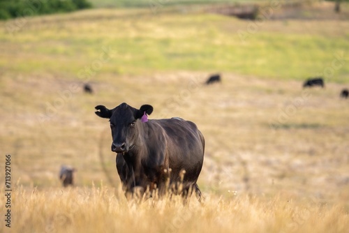 Fototapeta Naklejka Na Ścianę i Meble -  cows in the outback on a farm in australia in summer