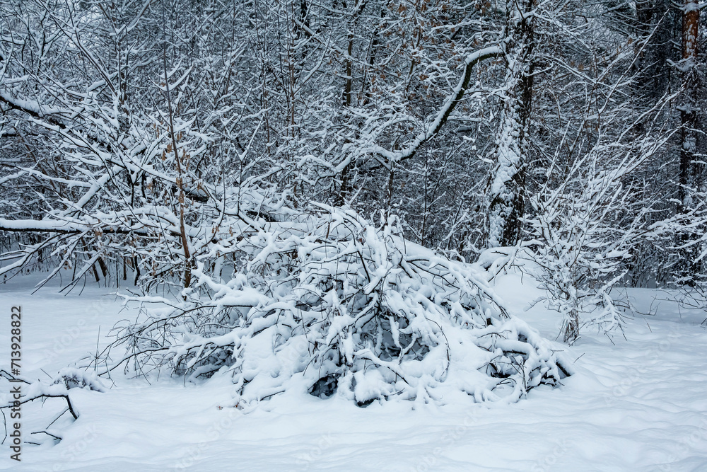 Snow-covered trees on a cloudy winter day. Snow-covered trees on a cloudy winter day.