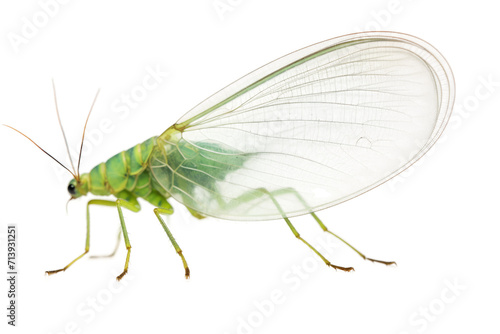 Green Lacewing Isolated on Transparent Background