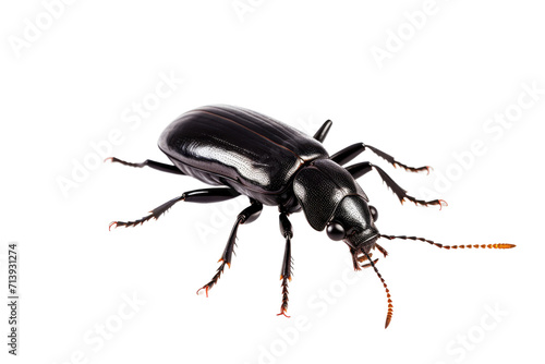 Ground Beetle Isolated on Transparent Background