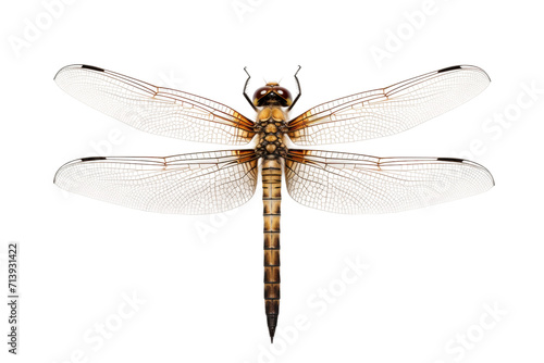 Ground Skimmer Dragonfly Isolated on Transparent Background