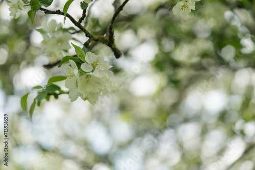 apple blossom in early summer closeup flowers