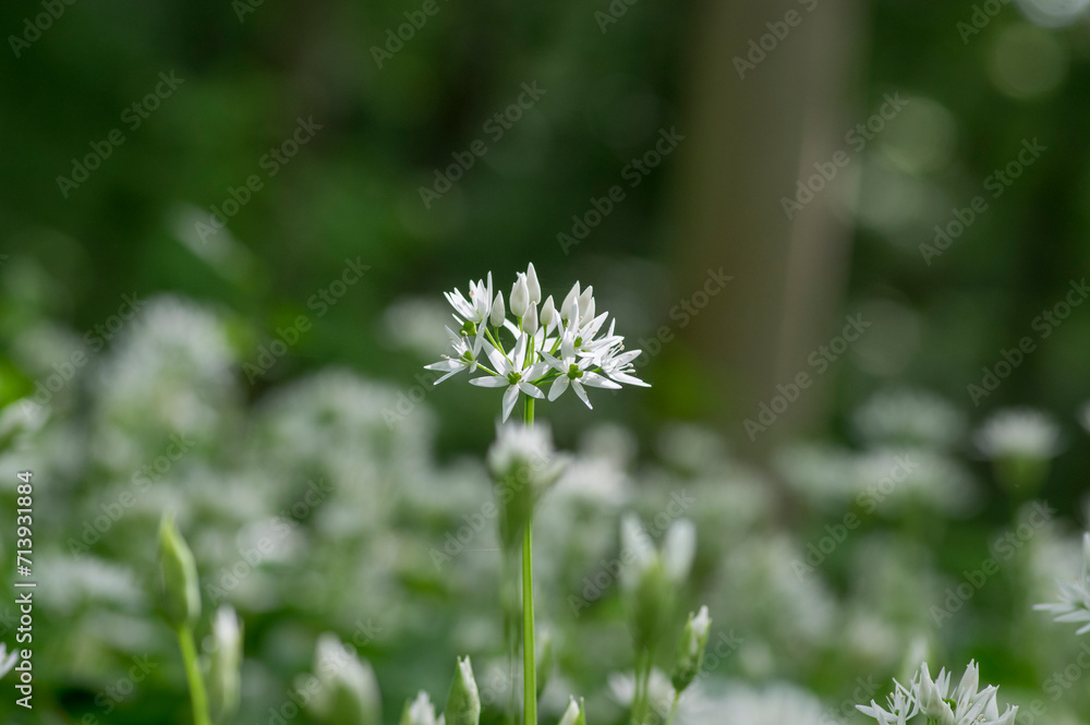 Allium ursinum wild bears garlic flowers in bloom, white rmasons buckrams flowering plants, green edible tasty healhty leaves Allium ursinum wild bears garlic flowers in bloom, white rmasons buckrams flowering plants, green edible tasty healhty leaves