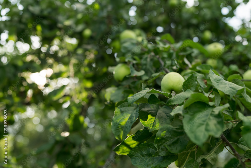 Green apples on a tree in late summer closeup