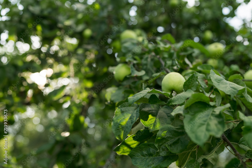 Green apples on a tree in late summer closeup Green apples on a tree in late summer closeup