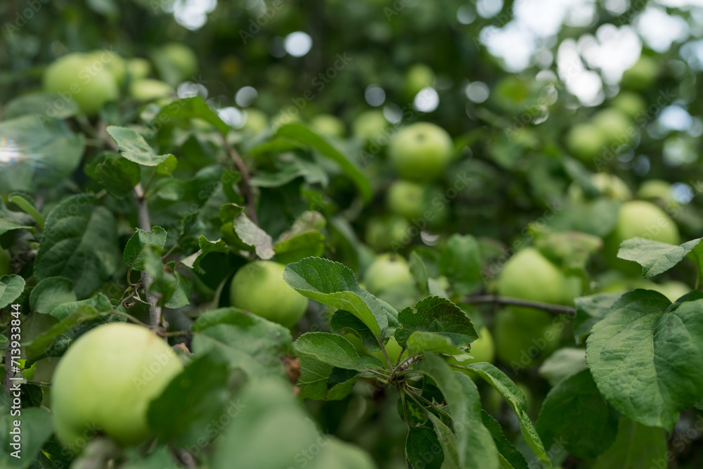 Green apples on a tree in late summer closeup