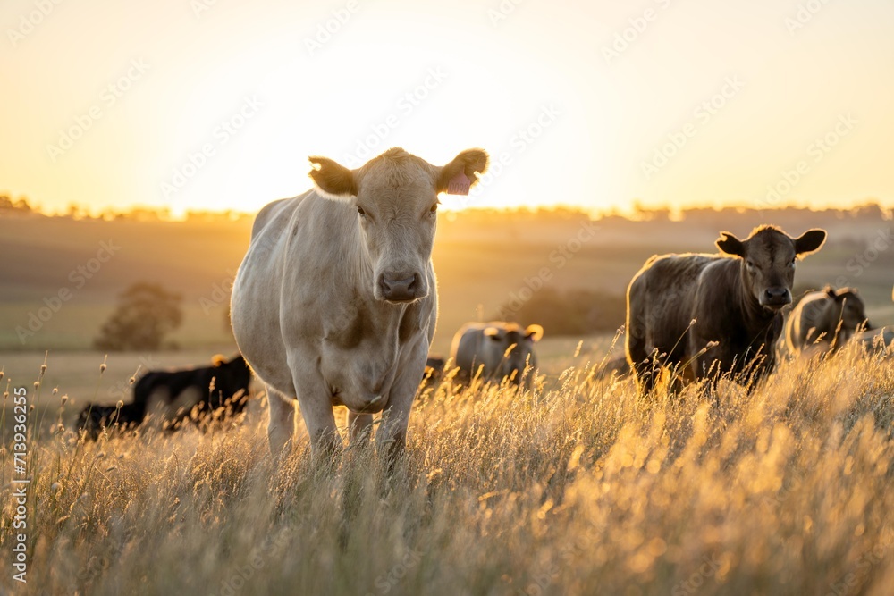 cows at sunset on a farm in a field in a dry summer paddock - obrazy, fototapety, plakaty 