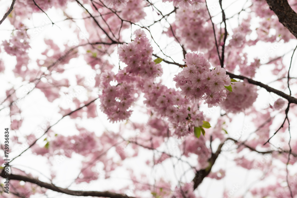 Spring background of blossom cherry flowers closeup Spring background of blossom cherry flowers closeup