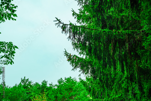 Young spruce branches. Natural background  forest.
