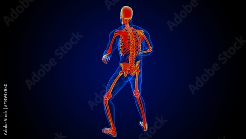 Human skeleton anatomy for medical concept 3D rendering