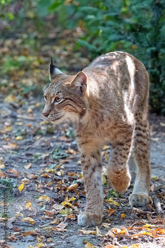 lynx in the forest