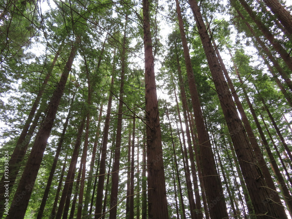 beautiful redwood forest giant trees huge fat tall wood beautiful redwood forest giant trees huge fat tall wood