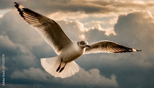 seagull in flight.a seagull soaring against a dramatic sky filled with billowing clouds. Capture the essence of the bird's agility and the vastness of its surroundings © Asad