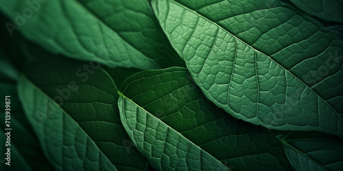 Verdant Leaf Texture Background, A green leaf is shown in a green background.