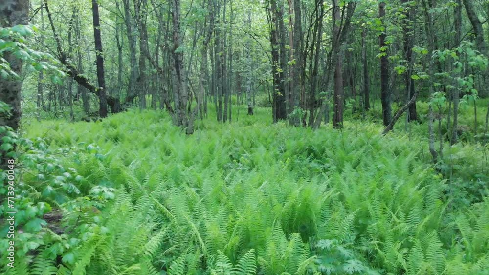 Caucasus, North Ossetia. Tsey Gorge. Fern thickets in the forest. Caucasus, North Ossetia. Tsey Gorge. Fern thickets in the forest.