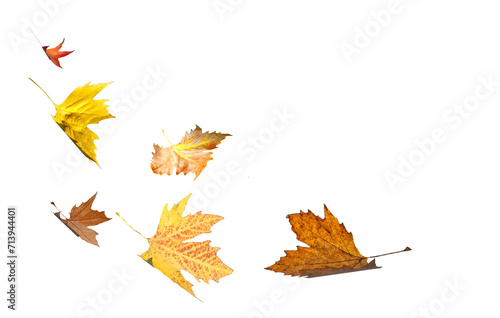 leaves leaf autumnn dry falling fall isolated for background photo