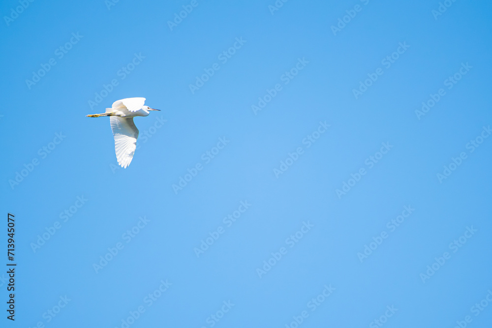 Fototapeta premium Heron, beautiful white heron flying in the blue sky, selective focus.