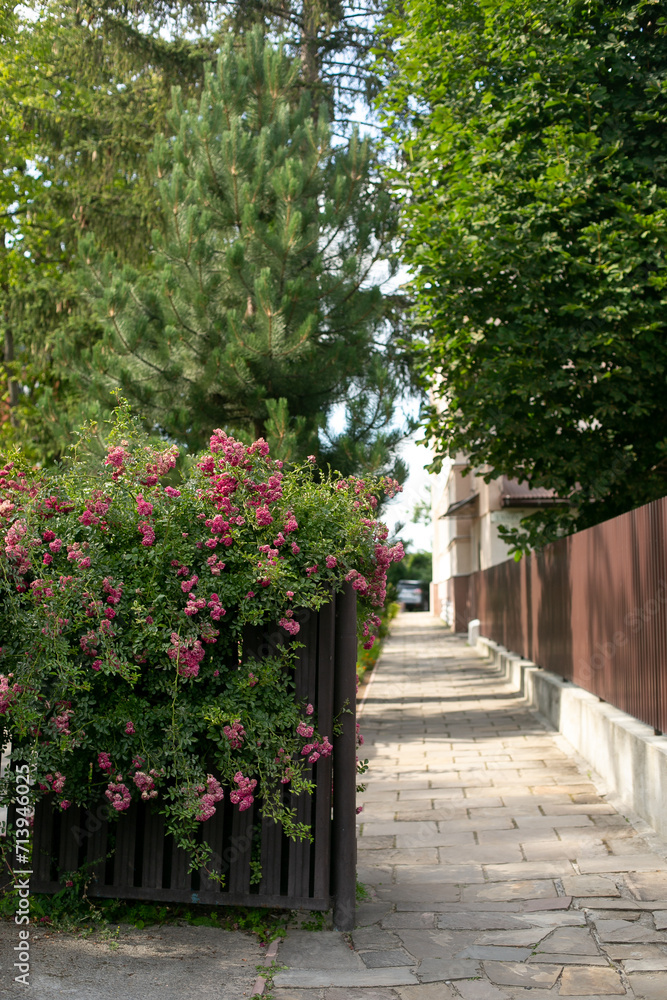 blooming pink rose bushes in front of a iron fence and green hedge, summer flowers