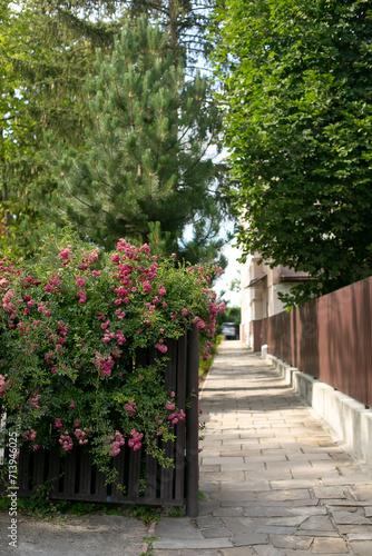 blooming pink rose bushes in front of a iron fence and green hedge, summer flowers