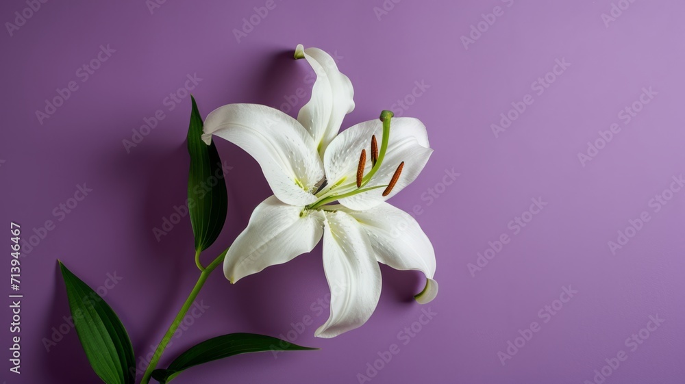 Naklejka premium Lily flower on a plain purple background. 