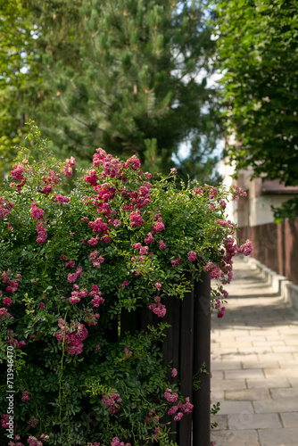 Fototapeta Naklejka Na Ścianę i Meble -  blooming pink rose bushes in front of a iron fence and green hedge, summer flowers