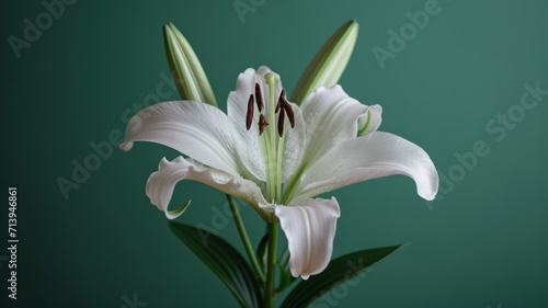 Lily flower on a plain green background. 