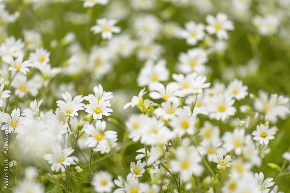 Small white flowers on a green background. Beautiful gentle spring background. Selective focus. Small white flowers on a green background. Beautiful gentle spring background. Selective focus.