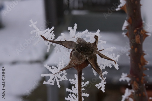 Eiskristalle an Blumen und Pflanzen 