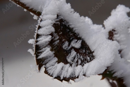Eiskristalle an Blumen und Pflanzen 