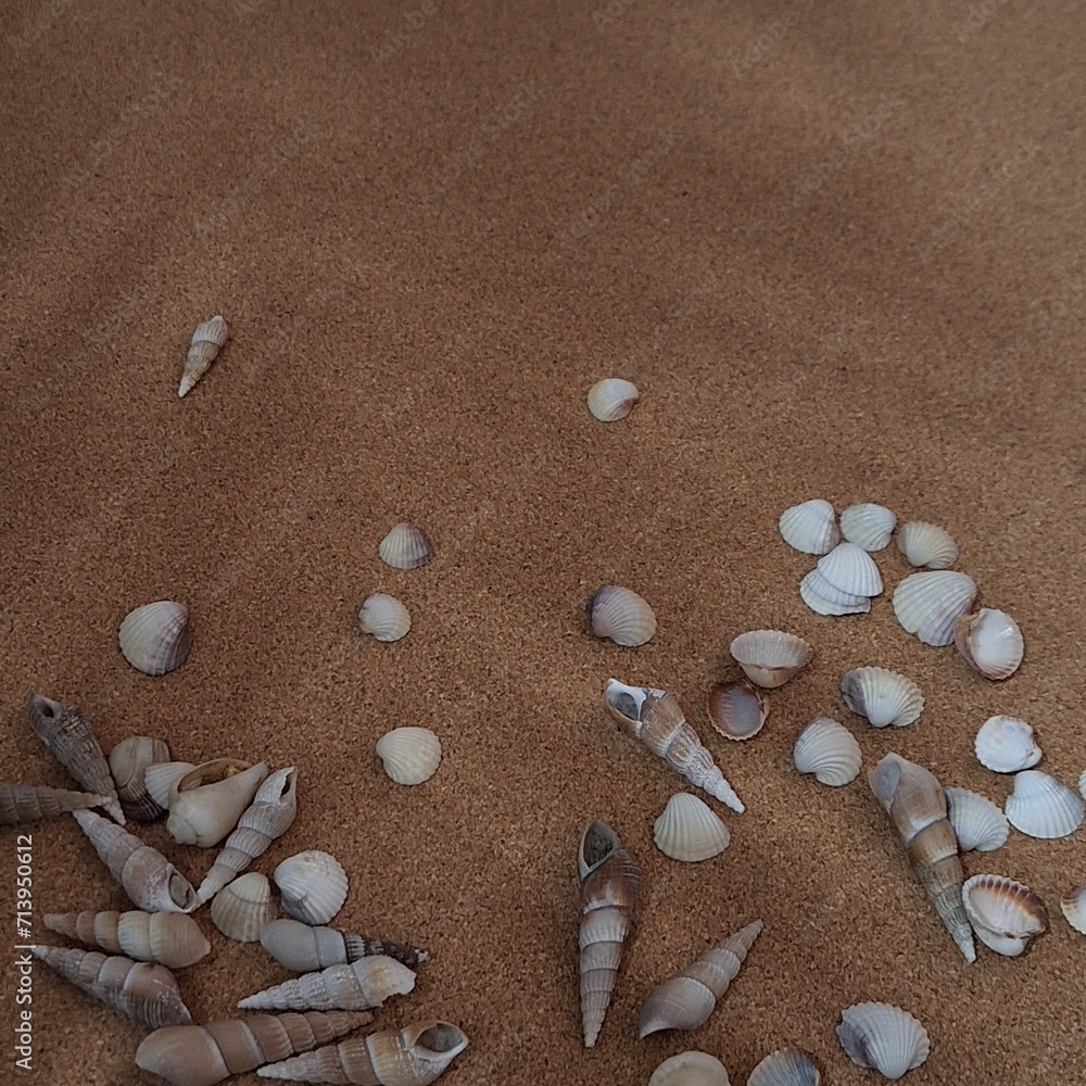 shells on the sand shells on the sand