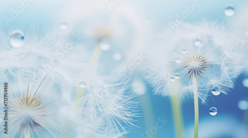 Dreamy dandelions blowball flowers, white seeds with water drops. Blurred pastel background. Soft selective focus