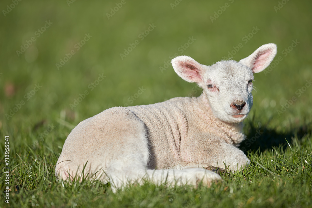 Close up of young white lamb laying on meadow grass Close up of young white lamb laying on meadow grass
