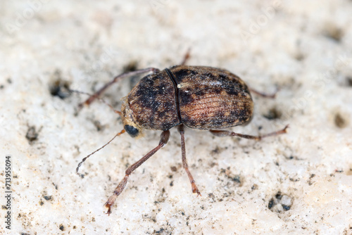 Araecerus fasciculatus, the coffee bean weevil, is a species of beetle (Coleoptera) belonging to the family Anthribidae. Causes significant damage to stored food goods.