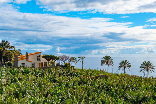 Wallpaper Mural Traditional Madeiran houses in Funchal behind a banana plantation. Small farm on green hills over the Atlantic ocean Torontodigital.ca