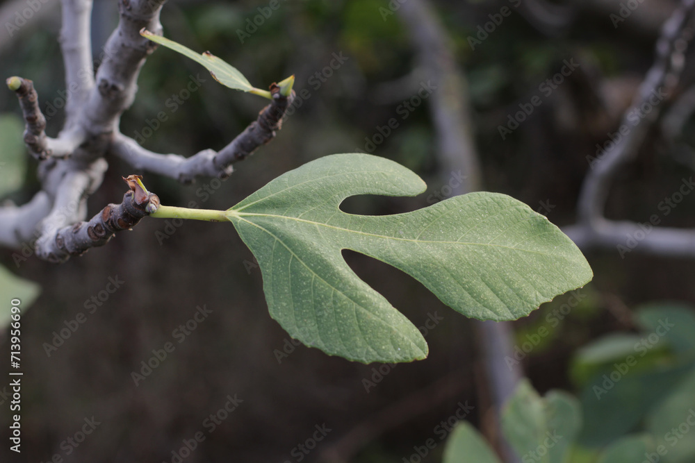 Fig tree with magnificent leaves in the forest surrounded by nature. Fig tree with milky green leaves. Ficus carica from the Moraceae family. Milk flows from the tree leaf in his hand. Fig tree with magnificent leaves in the forest surrounded by nature. Fig tree with milky green leaves. Ficus carica from the Moraceae family. Milk flows from the tree leaf in his hand.