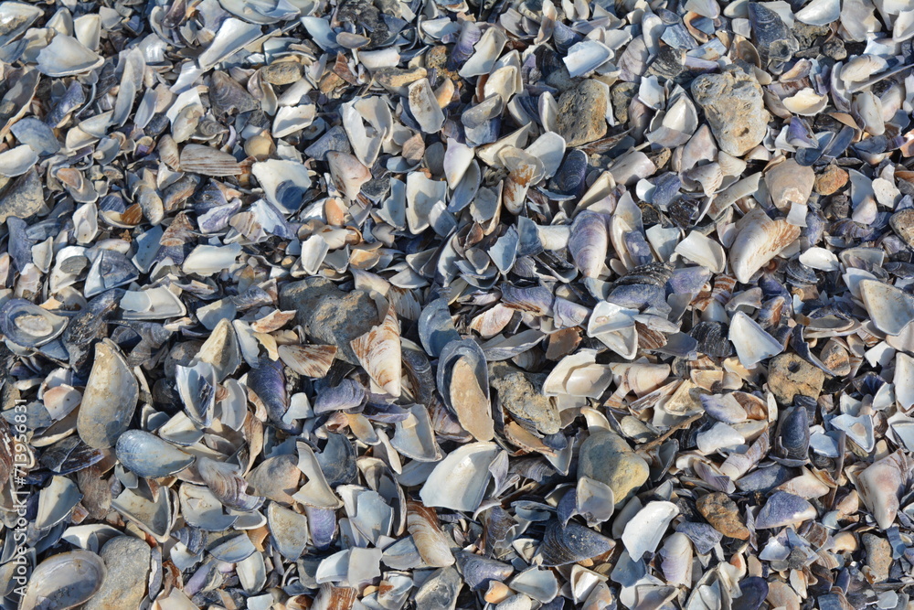 Sea shells on the beach Sea shells on the beach
