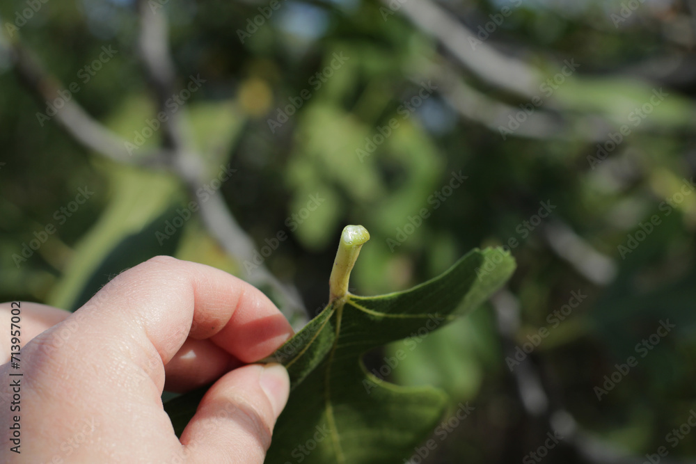 Fig tree with magnificent leaves in the forest surrounded by nature. Fig tree with milky green leaves. Ficus carica from the Moraceae family. Milk flows from the tree leaf in his hand.