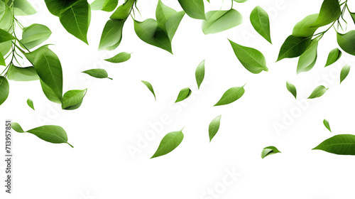 green leaves flying through the picture isolated against transparent background