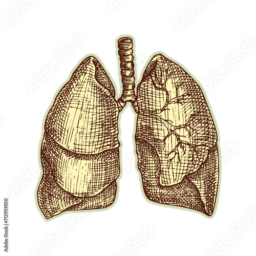 Sticker of human lungs. Vintage anatomy engraving sketch organ isolated on white background. Good idea for design retro medicine poster in hand drawn style. Anatomical body part vector illustration
