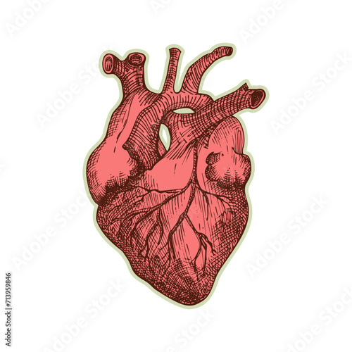 Sticker of human heart. Vintage anatomy engraving sketch organ isolated on white background. Good idea for design retro medicine poster in hand drawn style. Anatomical body part vector illustration