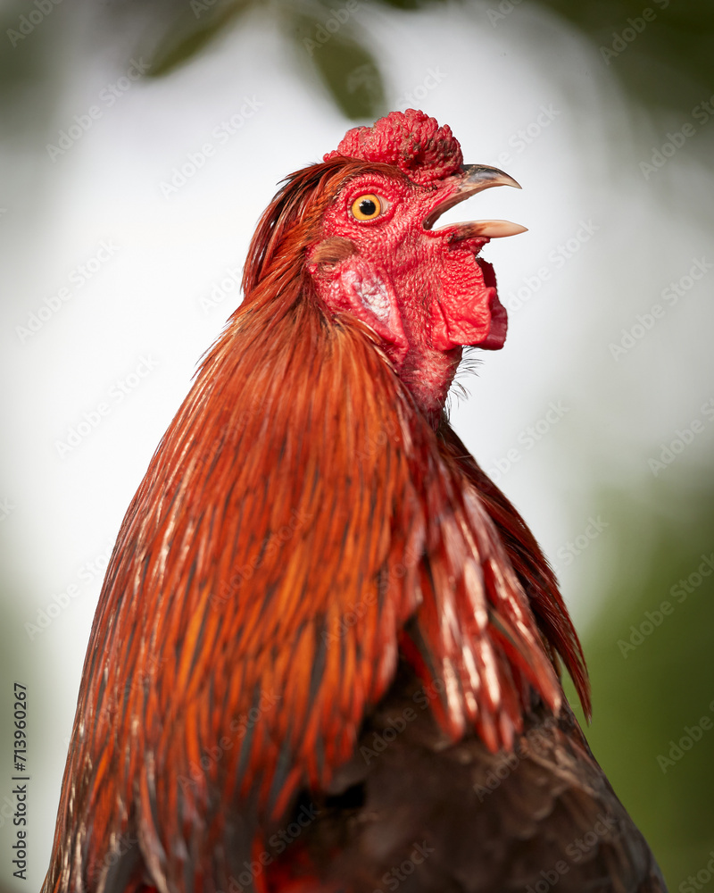 Crowing rooster close up isolated on blurred garden background