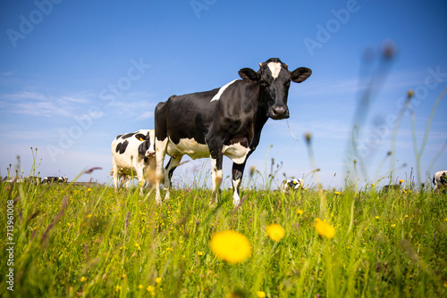 Troupeau de vache laitière au milieu des champs au printemps.
