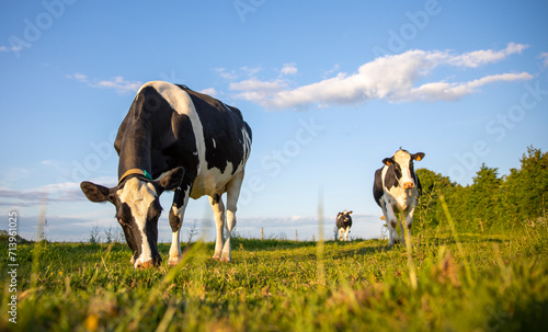 Vache laitière au milieu des champs dans la campagne en France. photo