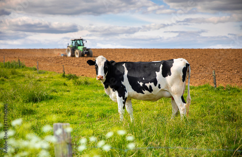 Vache laitière au milieu des champs dans la campagne en France.
